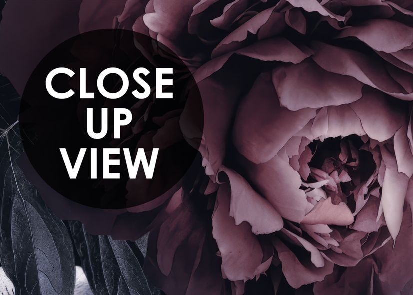 Dark Floral Claret Peony Floral Wallpaper Mural