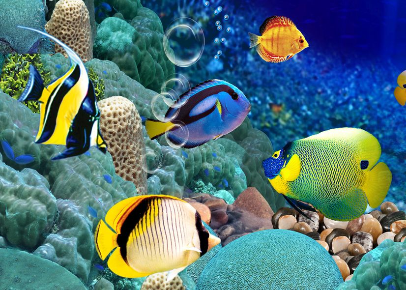 Undersea with Colorful Fish Wallpaper Mural