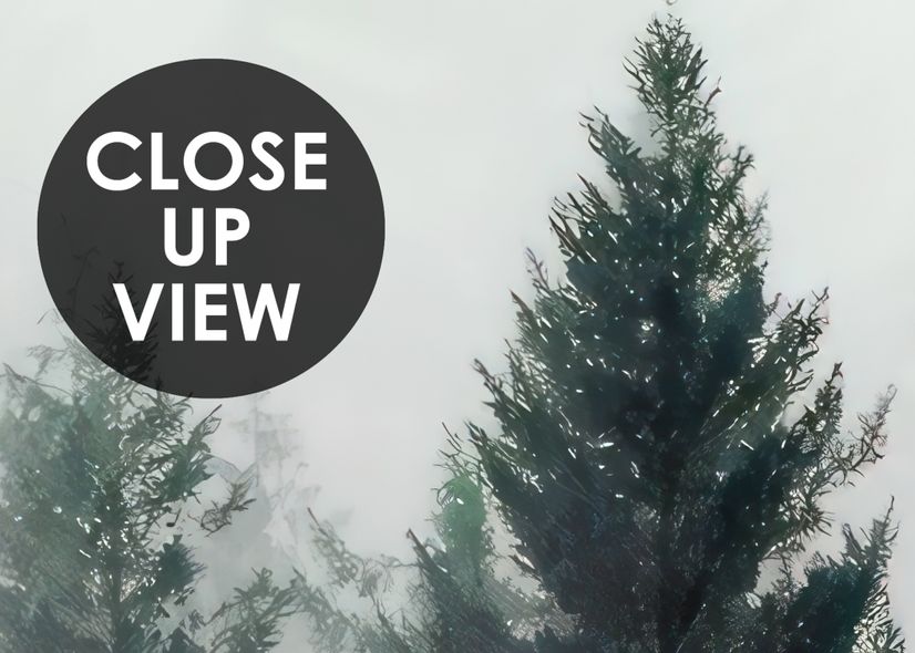 Dark Forest Misty Landscape Wallpaper Mural