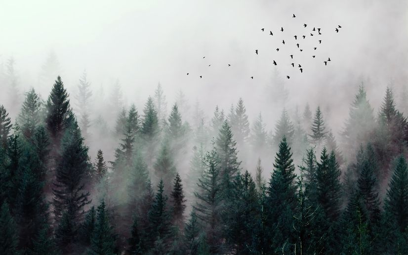 Dark Forest Misty Landscape Wallpaper Mural