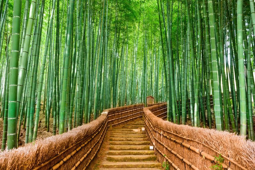 Bamboo Forest Oasis Wallpaper Mural