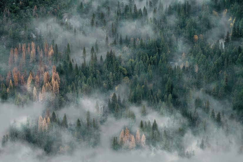 Misty Forest Wallpaper Mural