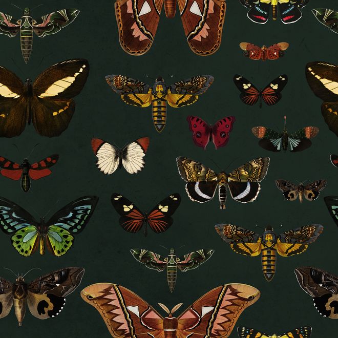 colorful butterfly backgrounds wallpaper