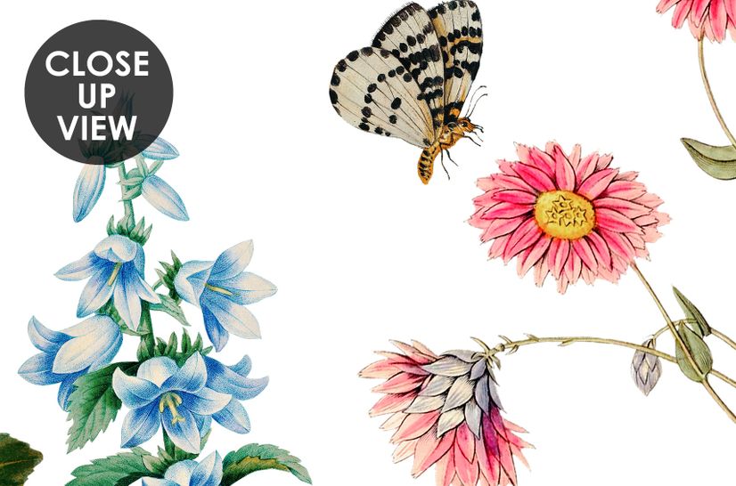 Botanical Flowers Floral with Birds Wallpaper Mural