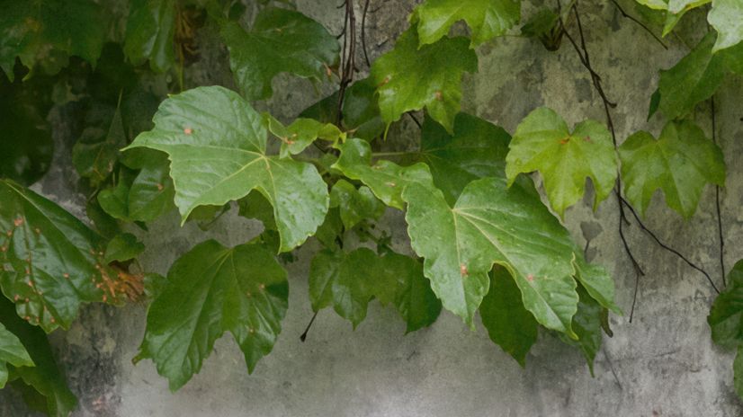 Nostalgic Ivy Leaf Wallpaper Mural