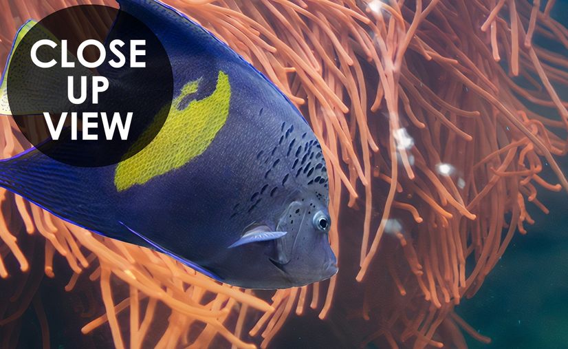 Ocean Fishes in the Undersea Wallpaper Mural