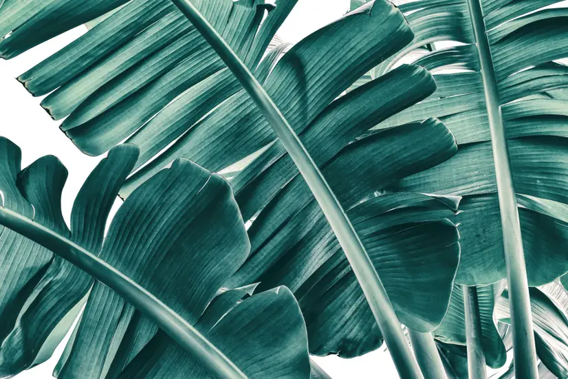 Tropical Palm Leaves Wallpaper Mural