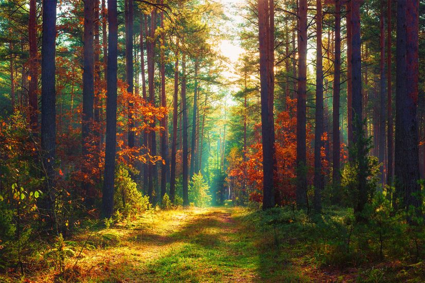 Red Forest Autumn Wallpaper Mural