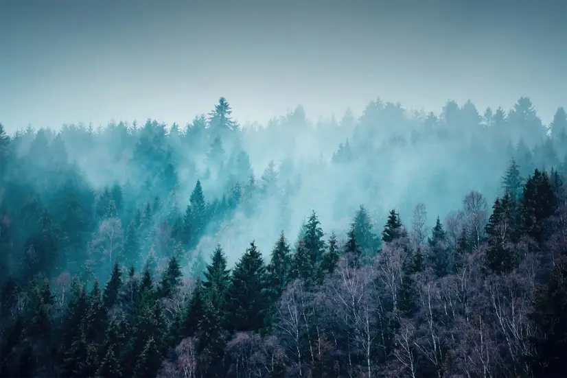 Misty Forest View Wallpaper Mural