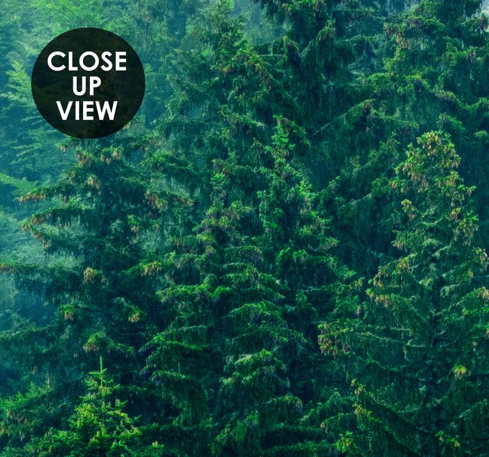 Foggy Pine Forest Wallpaper Mural