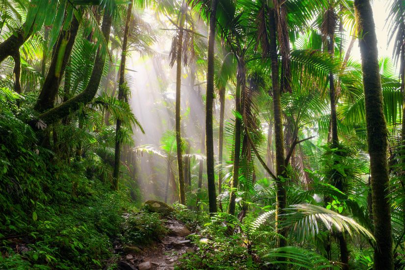 Tropical Forest Jungle Scenery Wallpaper Mural